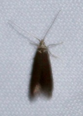 Varneria postremella