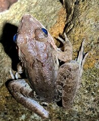 Limnonectes blythii