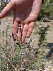 Verbena litoralis