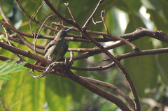 Chalcomitra senegalensis