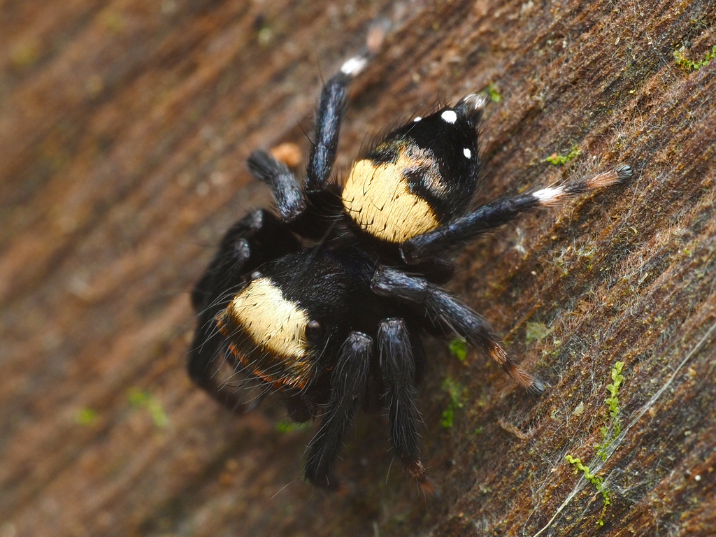 Thorelliola