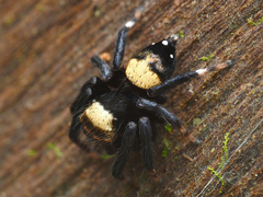 Thorelliola ensifera