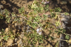 Junellia crithmifolia