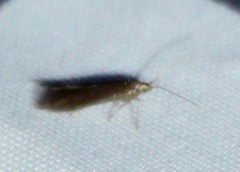 Varneria postremella