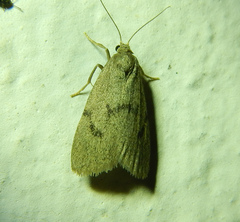 Apaidia mesogona