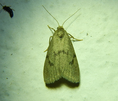 Apaidia mesogona