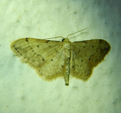 Idaea efflorata