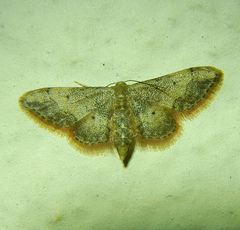 Idaea efflorata