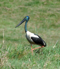 Ephippiorhynchus asiaticus