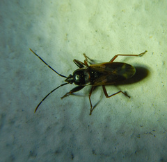Eremocoris fenestratus