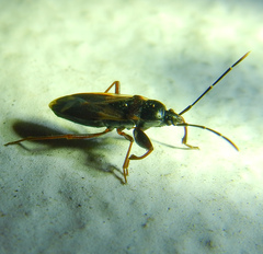 Eremocoris fenestratus