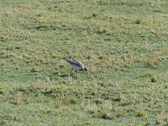 Vanellus resplendens