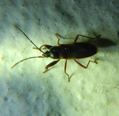 Eremocoris fenestratus