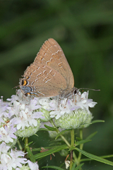 Satyrium caryaevorus