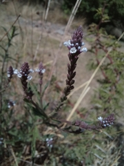 Verbena litoralis