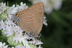 Satyrium caryaevorus