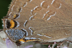 Satyrium caryaevorus