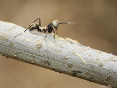 Mantoida