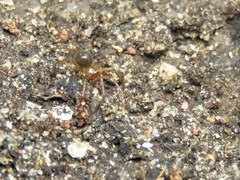 Nesticidae