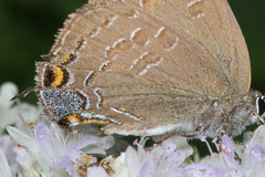 Satyrium caryaevorus