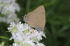 Satyrium caryaevorus
