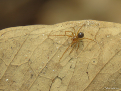 Nesticidae