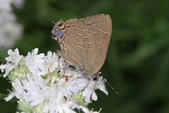 Satyrium caryaevorus