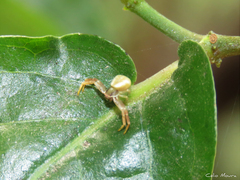 Misumenoides