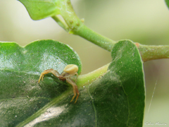 Misumenoides