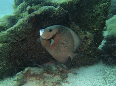 Pomacanthus arcuatus