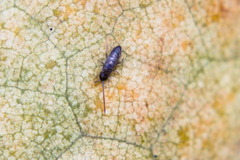 Tomocerinae
