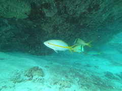 Ocyurus chrysurus