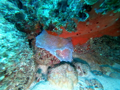 Callyspongia plicifera