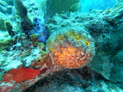 Cinachyrella