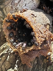 Scaptotrigona postica