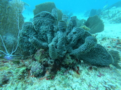 Callyspongia aculeata