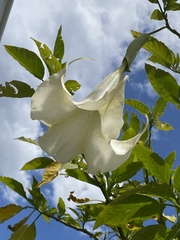 Brugmansia