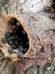 Scaptotrigona postica