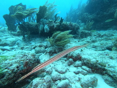 Aulostomus maculatus