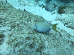 Acanthurus tractus