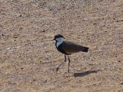 Vanellus spinosus