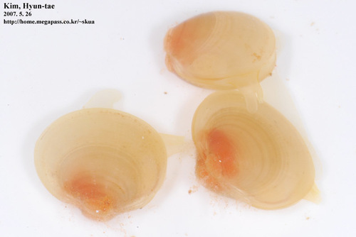 Musculium japonicum