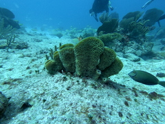 Callyspongia aculeata