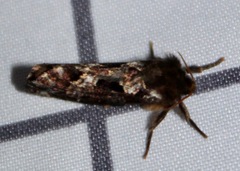 Korscheltellus gracilis