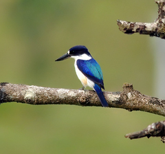 Todiramphus macleayii