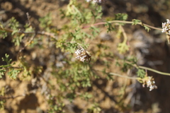 Junellia crithmifolia