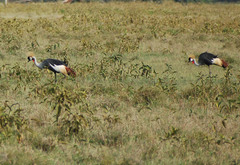 Balearica regulorum