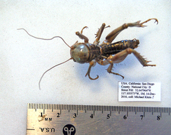 Ammopelmatus
