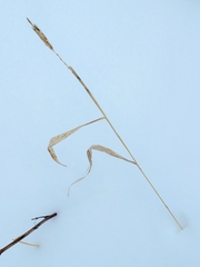 Sporobolus michauxianus