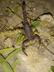 Vaejovis mexicanus